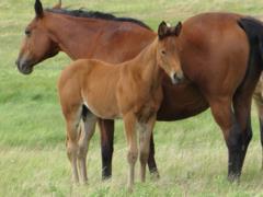 2017 Foal Paddys Gin Zira JW